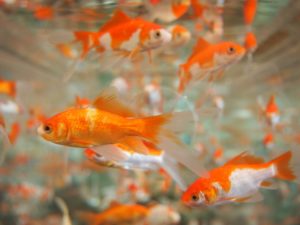 Aren't we all a little ... goldfish in the digitalized world?